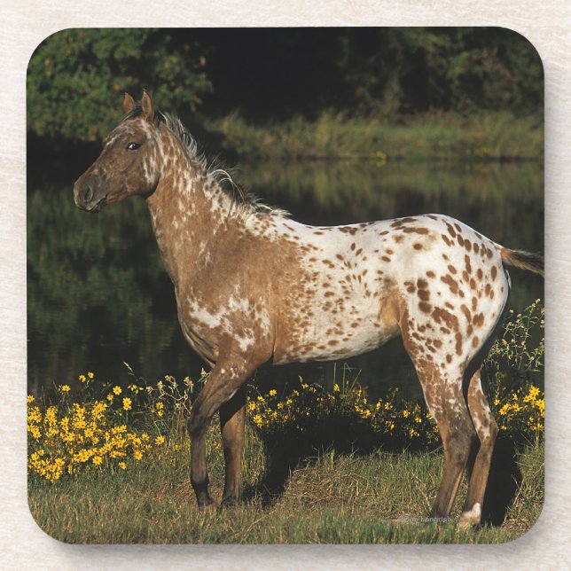 Dessous-de-verre Lac se tenant prêt horse d'Appaloosa (Devant)
