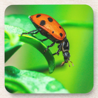 Dessous-de-verre Ladybug Macro Coaster | Nature Drinkware Accent