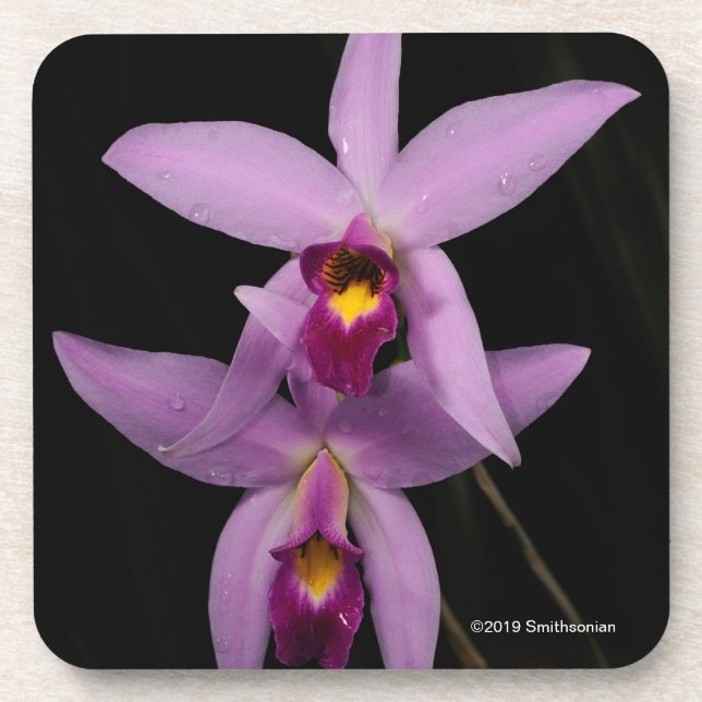 Dessous-de-verre Laelia Anceps (Devant)