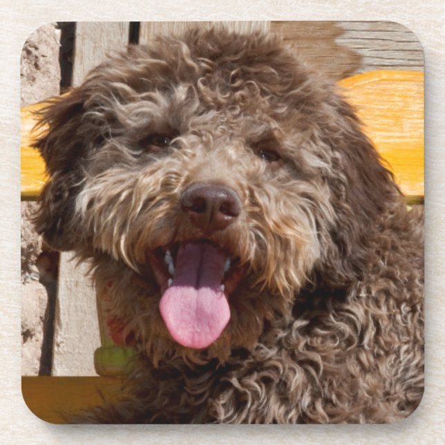 Dessous-de-verre Lagotto Romagnolo Allongé Sur Un Banc En Bois (Devant)