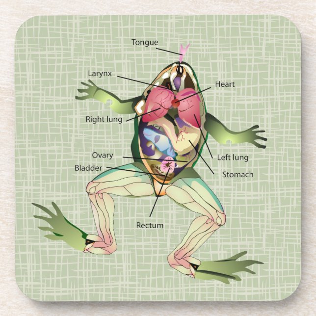Dessous-de-verre L'anatomie de la grenouille (Devant)