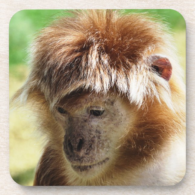 DESSOUS-DE-VERRE LANGUR MONKEY (Devant)
