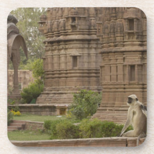 Dessous-de-verre Langurs d'Hanuman ou langur commun