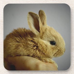 Dessous-de-verre Lapin lapin mignon bébé à la main