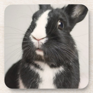 Dessous-de-verre Lapin noir et blanc surpris