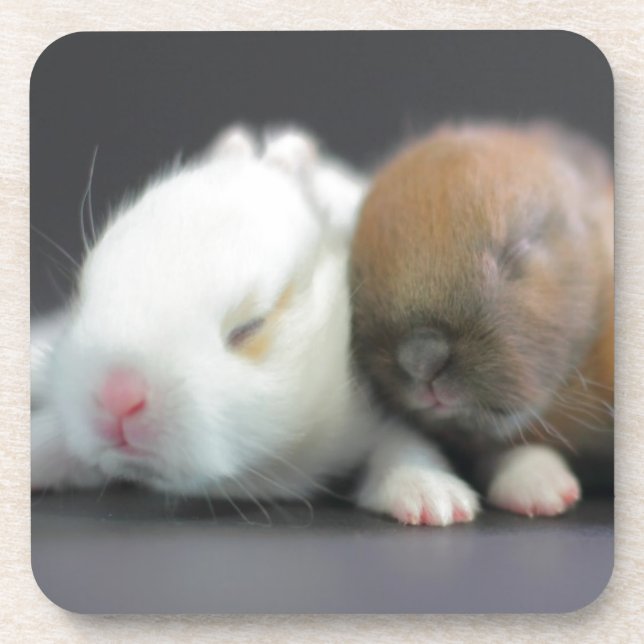 Dessous-de-verre Lapins nains de Netherland (Devant)