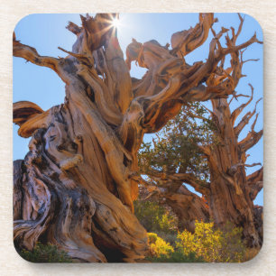 Dessous-de-verre L'Arbre Sentinelle