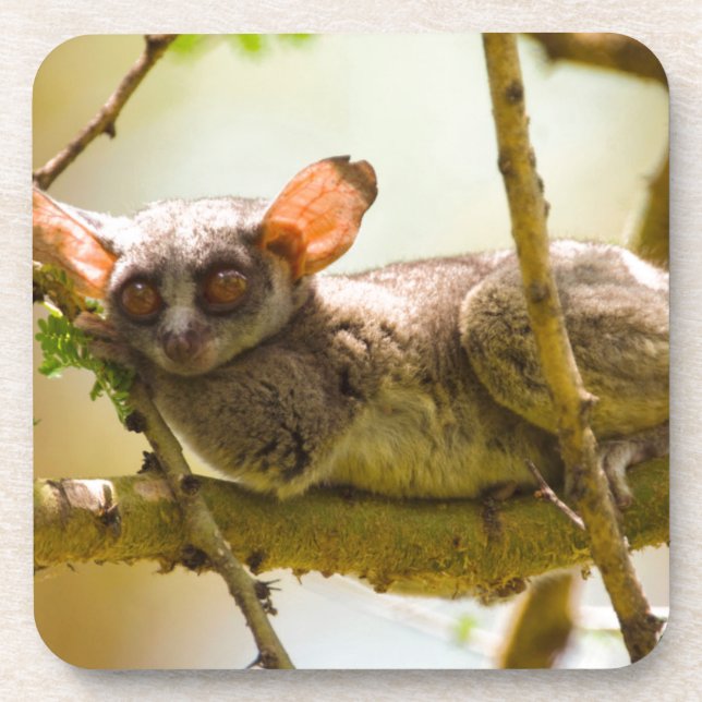 Dessous-de-verre Le Bébé du Sénégal (Galago Senegalensis) (Devant)