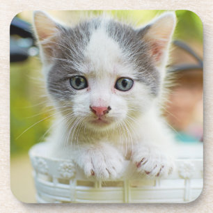 Dessous-de-verre Le chaton monte un vélo