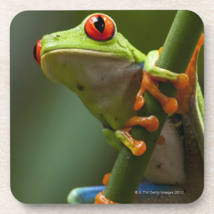 Dessous-de-verre Le Costa Rica, Monteverde, grenouille d'arbre aux