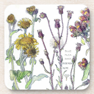 Dessous-de-verre Le fleur sauvage botanique de Spikenard fleurit