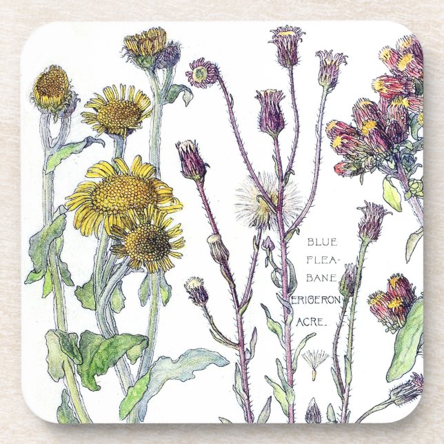 Dessous-de-verre Le fleur sauvage botanique de Spikenard fleurit (Devant)