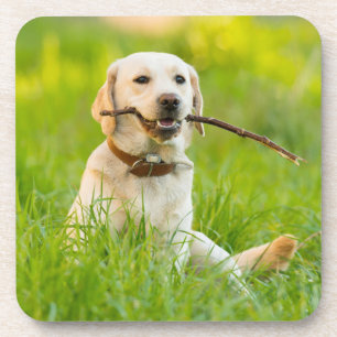 Dessous-de-verre Le Labrador Jaune se rapproche avec un bâton
