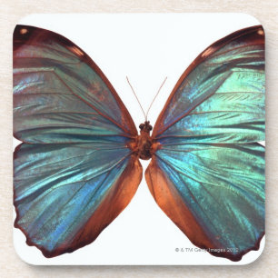 Dessous-de-verre Le papillon avec des ailes a écarté 2