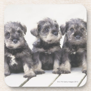 Dessous-de-verre Le Schnauzer miniature est une race de petit chien