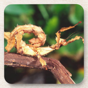 Dessous-de-verre le spectre de Macleay (épiney Stick Insect),