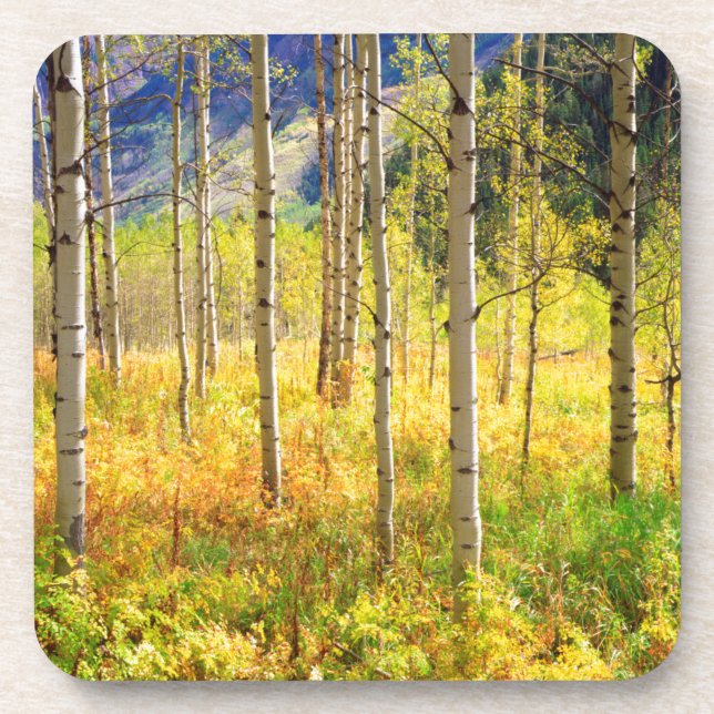 Dessous-de-verre Les arbres d'Aspen à l'automne dans les Rocheuses (Devant)
