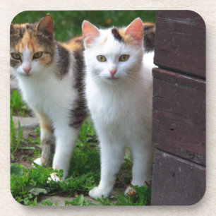 Dessous-de-verre Les chats jouent