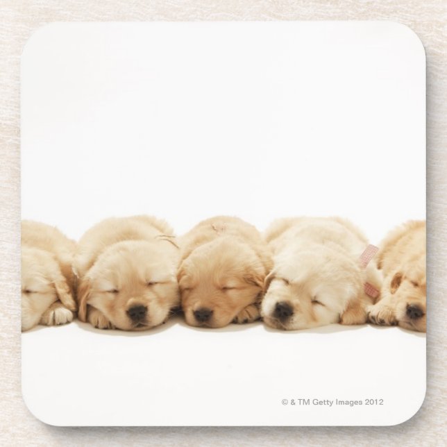 Dessous-de-verre Les chiots du golden retriever (Devant)