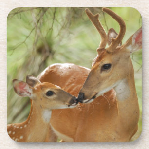 Dessous-de-verre Liaison de mâle et de faon de Whitetail