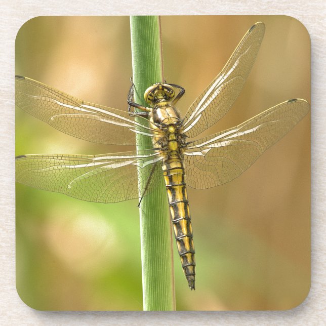 Dessous-de-verre Libellule (Devant)