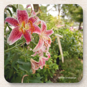 Dessous-de-verre Lillies rose