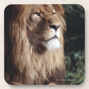 Dessous-de-verre lion