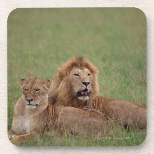 Dessous-de-verre Lion 2