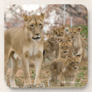 Dessous-de-verre Lion CUB africain avec la mère