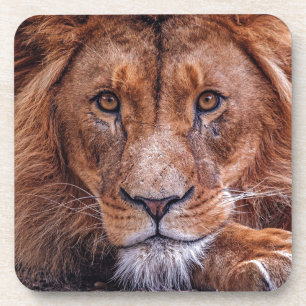 Dessous-de-verre Lion d'Afrique