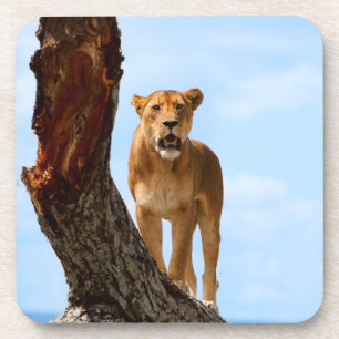 Dessous-de-verre Lionne