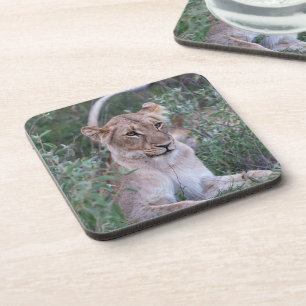 Dessous-de-verre Lionne au repos – Art de la faune africaine