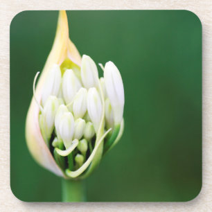 Dessous-de-verre Lis d'Afrique, Agapanthus Praecox, Cape Town