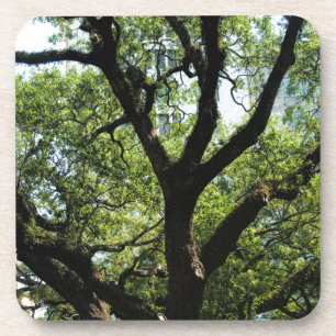 Dessous-de-verre Live Oak dans la savane du centre