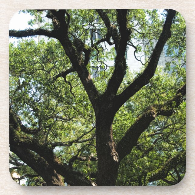 Dessous-de-verre Live Oak dans la savane du centre (Devant)