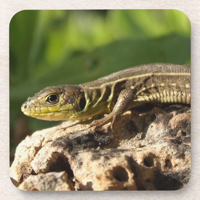 Dessous de verre Lizard (Devant)