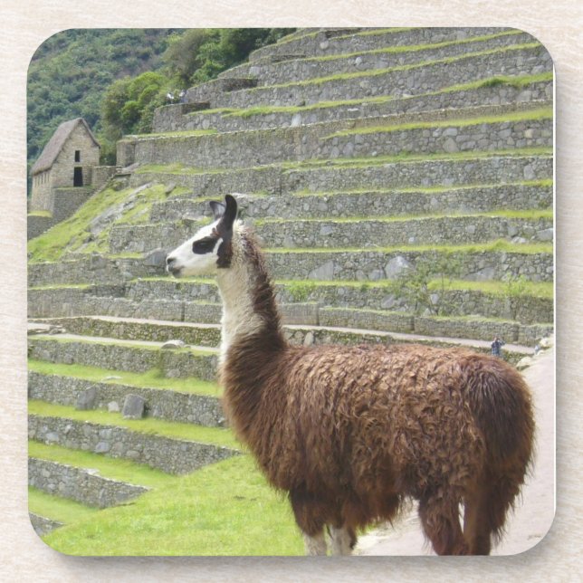 Dessous-de-verre llama (Devant)