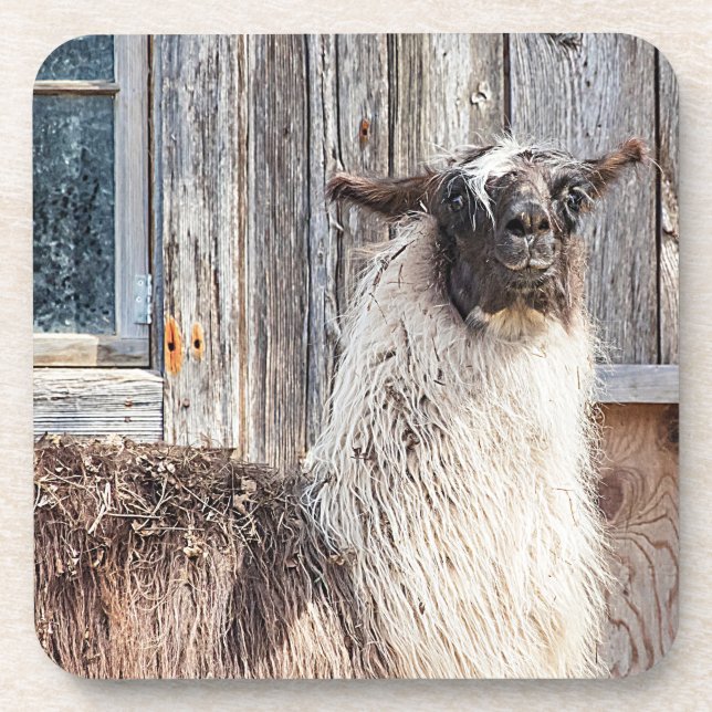 Dessous-de-verre Llama devant une grange (Devant)