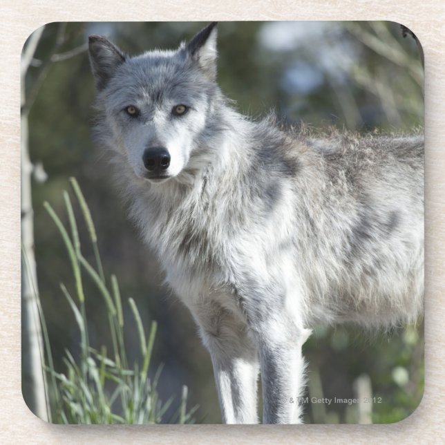 Dessous-de-verre Loup dans Yellowstone (Devant)