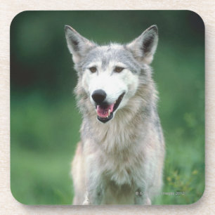 Dessous-de-verre Loup gris 2