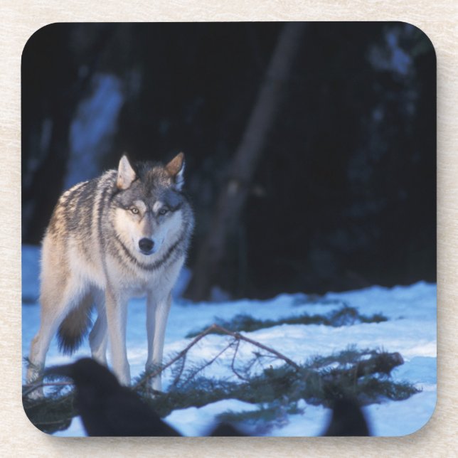 Dessous-de-verre loup gris, Canis lupus, dans les contreforts (Devant)