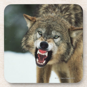 Dessous-de-verre Loup gris de grondement