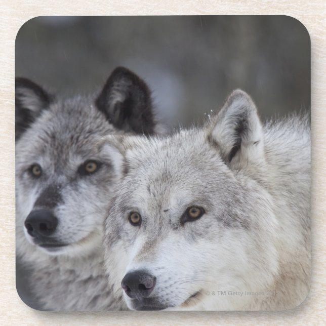 Dessous-de-verre Loups (lupus de Canus) de Yellowstone occidental. (Devant)