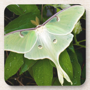 Dessous-de-verre Luna Moth on Carnaby Clematis