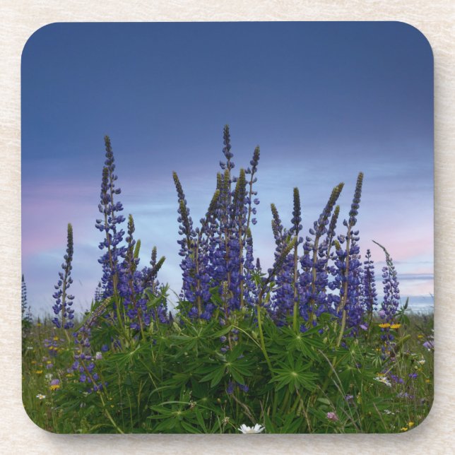 Dessous-de-verre Lupins  (Devant)