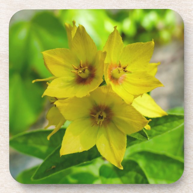 Dessous-de-verre Lysimachia punctata (Devant)