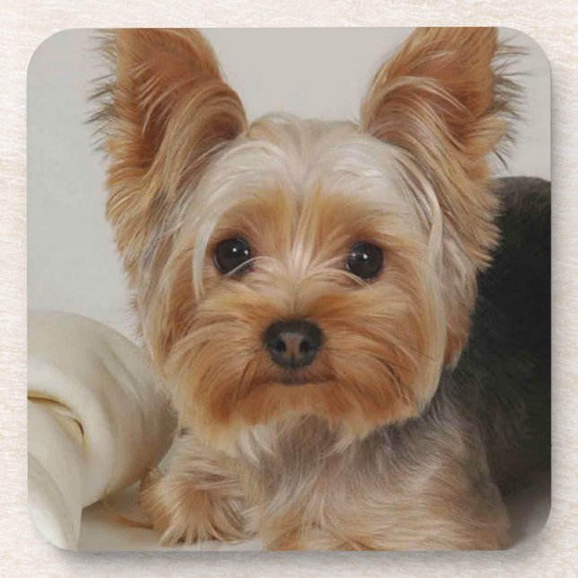 Dessous-de-verre Magnifique Yorkshire Terrier (Devant)