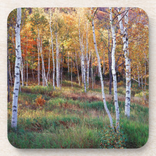 Dessous-de-verre Maine, Parc national d'Acadia, Automne