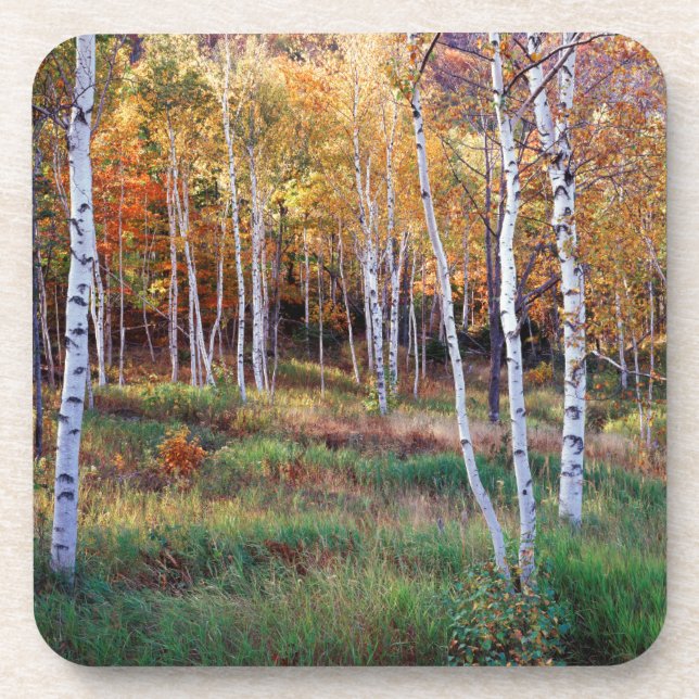 Dessous-de-verre Maine, Parc national de l'Acadia, automne (Devant)