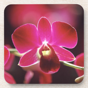 Dessous-de-verre Malaisie, Orchidée